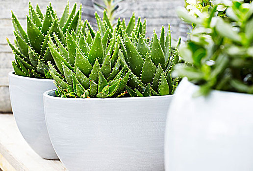 坚果会员日火热来袭 坚果Smartisan TNT大满足套装重